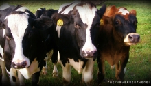 dairy cows - TheFarmersInTheDell.com