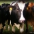 dairy cows - TheFarmersInTheDell.com