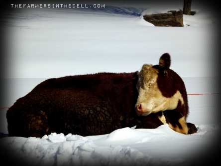 sunbathing cows - TheFarmersInTheDell.com