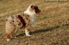australian shepherd puppy - TheFarmersInTheDell.com