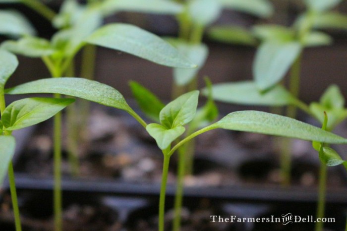 pepper seedlings - TheFarmersInTheDell.com