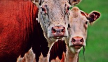 herefords - TheFarmersInTheDell.com