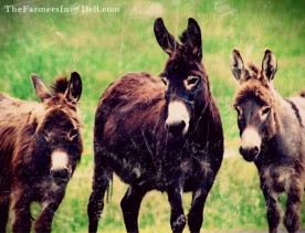 mini donkeys - TheFarmersInTheDell.com