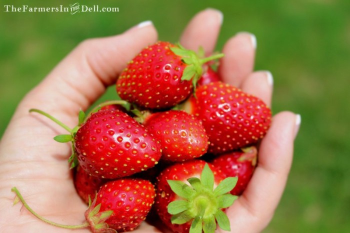 strawberries - TheFarmersInTheDell.com