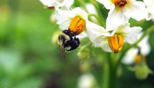 bumblebee on potato blossom - TheFarmersInTheDell.com