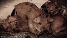 pile of pigs - TheFarmersInTheDell.com