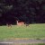 whitetail doe with fawns - TheFarmersInTheDell.com
