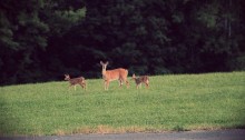 whitetail doe with fawns - TheFarmersInTheDell.com