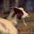 goat - TheFarmersInTheDell.com