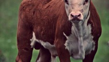 hereford bull calf - TheFarmersInTheDell.com