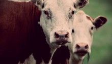 hereford cows - TheFarmersInTheDell.com