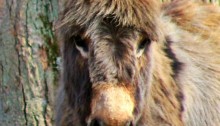 mini donkey - TheFarmersInTheDell.com