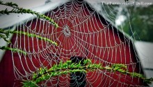 spider web with raindrops - TheFarmersInTheDell.com