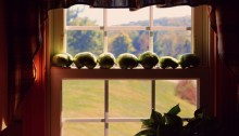 tomatoes in window - TheFarmersInTheDell.com