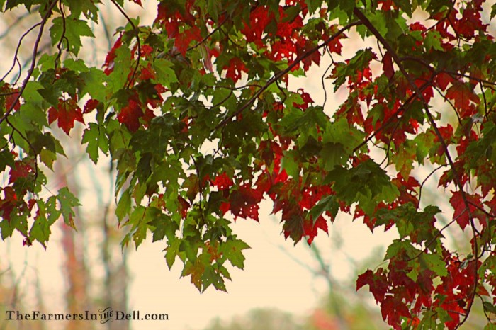 autumn - TheFarmersInTheDell.com