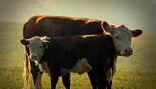 heifer and calf - TheFarmersInTheDell.com