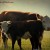 heifer and calf - TheFarmersInTheDell.com