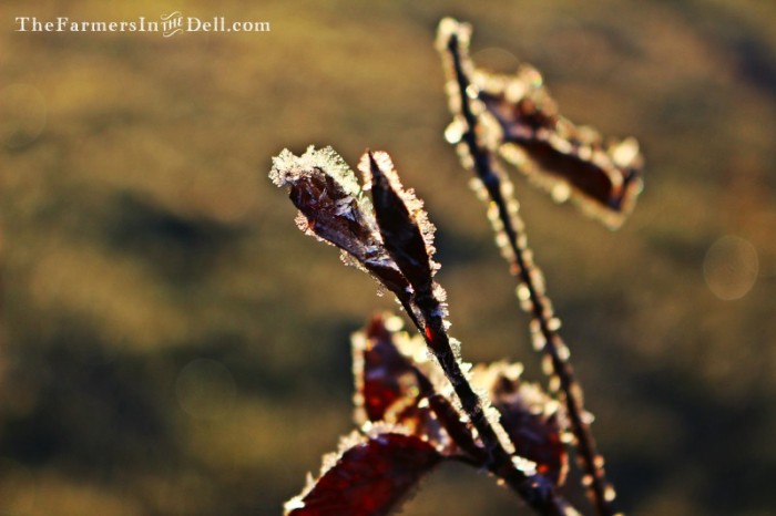 frost - TheFarmersInTheDell.com