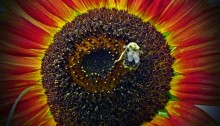 sunflower with bumblebee - TheFarmersInTheDell.com