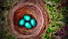 robin's nest - TheFarmersInTheDell.com