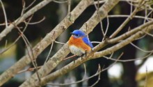 bluebird - TheFarmersInTheDell.com
