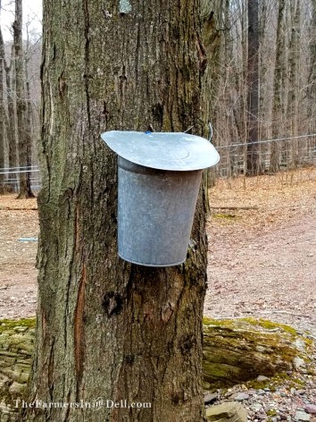 antique maple syrup bucket - TheFarmersInTheDell.com