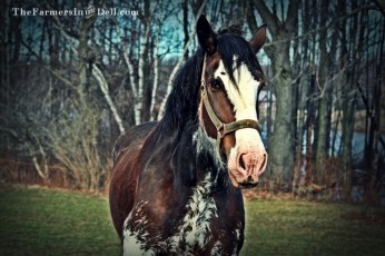 clydesdale mare - TheFarmersInTheDell.com