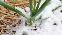 onion snow - TheFarmersInTheDell.com