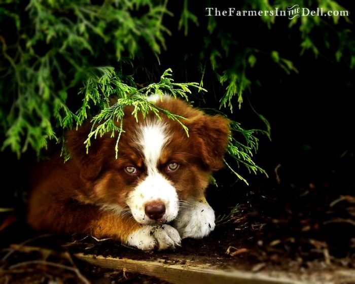 australian shepherd puppy - TheFarmersInTheDell.com