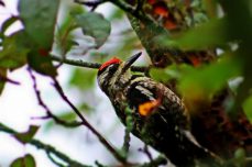 downy woodpecker - TheFarmersInTheDell.com