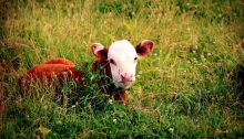 hereford calf - TheFarmersInTheDell.com