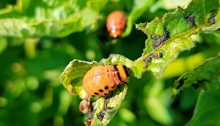colorado potato beetle - TheFarmersInTheDell.com