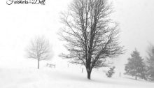 blizzard of 2017 - TheFarmersInTheDell.com