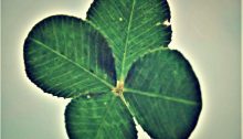 four leaf clover - TheFarmersInTheDell.com