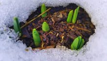 daffodils in snow - TheFarmersInTheDell.com