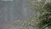 spring snow storm - TheFarmersInTheDell.com